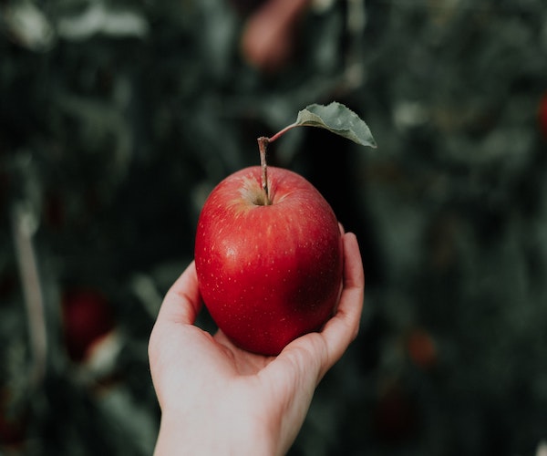 Organic red apple in the palm of a hand.