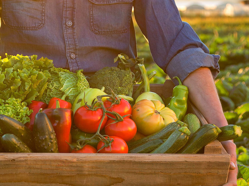 Man on a farm holding a basket of freshly picked assorted organic vegetables.