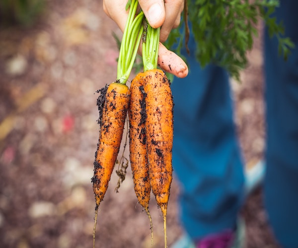 Organic carrots just pulled from the soil.