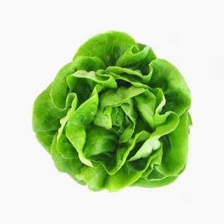 Organic Boston lettuce.